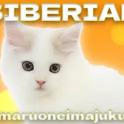 【 サイベリアン 】超童顔フェイスの甘えん坊が止まらない癒し系の男の子！