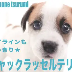 【 ジャックラッセルテリア 】明るく活発で遊ぶのが大好きな男の子！！