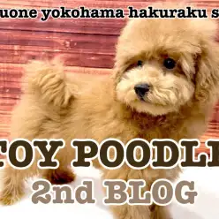 【 トイプードル 】困り顔は健在！小さめサイズトイプーくんの成長記録