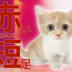 【 ミヌエット 】究極の愛情表現を魅せてくれた人懐っこさMAXな短足ちゃん！