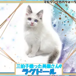 【 ラグドール 】美しすぎるお顔と甘えん坊な性格の男の子！