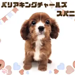 【 キャバリア 】愛嬌たっぷりな童顔フェイス！激レアカラーの甘えん坊な男の子！
