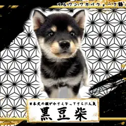 【 豆柴 】豆柴の両親から生まれた黒豆ちゃん人懐っこく元気な男の子