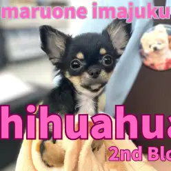 【 チワワ 】生後4ヶ月を迎えた甘えん坊な小熊フェイスのチワワの女の子！