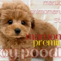 【 トイプードル 】プレミアムな可愛さの理由は瞳にあり！愛らしく優しき王子様