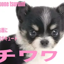 【 チワワ 】艷やかなブラックタン&ホワイトカラーの女の子!!