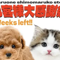 【 お知らせ 】お客様大感謝祭も残り2週間！在籍中わんにゃんを一挙ご紹介！