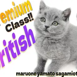 【 ブリティッシュ 】最高峰の容姿！マルワンプレミアム認定の丸顔癒し系キャット！