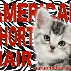 【 アメリカンショートヘア 】優しさと力強さのあるシルバータビーガール！