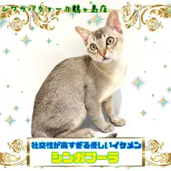 【 シンガプーラ 】ワンちゃんとも仲良く出来ちゃう美男子プーラたん