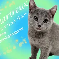 【 シャルトリュー 】見逃し厳禁！優雅さと愛らしさを持ち合せる超希少猫種！