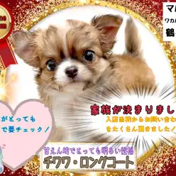 【 チワワ 】家族がすぐ決まるので気になったら要チェックなプレミアムチワワちゃん