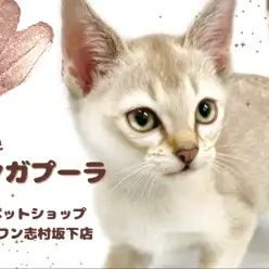 【 シンガプーラ 】世界最小猫種の子猫が板橋区に降臨！神秘的な容姿にご注目！
