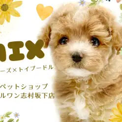 【 MIX 】ふわふわの愛されワンコ！マルプーちゃんが志村坂下店に仲間入り！