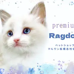 【 ラグドール 】プレミアム級の癒しが詰まったラグドールが志村坂下店に登場！