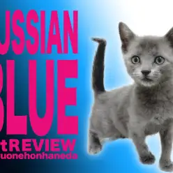 【 ロシアンブルー】小さくて人懐こいイケメン甘えんボーイが本羽田にやってきた！