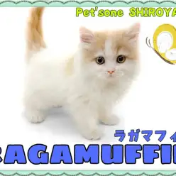 【 ラガマフィン 】初日からゴロゴロ猫エンジン全開！とっても甘えん坊なラガちゃん