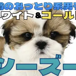 【 シーズー 】 愛嬌たっぷり!穏やかさと元気さをあわせ持つ癒し系わんこ!