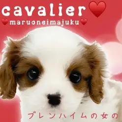 【 キャバリア 】クリスマスが誕生日！ブレンハイムの癒し系な女の子が聖地に降臨！