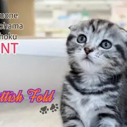 【 スコティッシュフォールド 】まん丸お目々の垂れ耳癒し系ガール