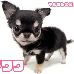 【 チワワ 】生後59日で480g！小さめサイズの女の子が埼玉浦和に登場！