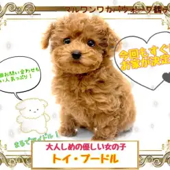 【 トイ・プードル 】すぐにお家が決まったアイドル！大人気のプーちゃん