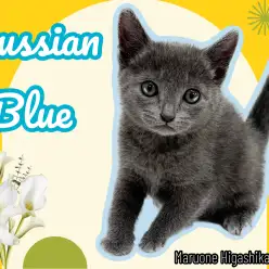 【 ロシアンブルー 】クールな美男子が登場!可愛らしい性格にギャップ萌え!