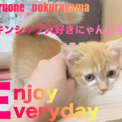 【 ミヌエット 】スキンシップ大好きにゃんこと今日もおしゃべり！