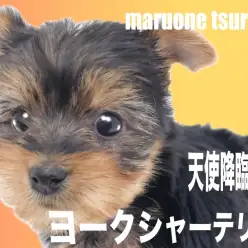 【 ヨークシャーテリア 】毛色の変化がとても楽しみな女の子!!