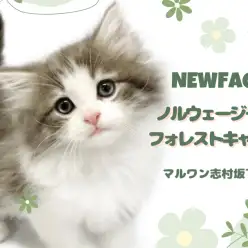 【 ノルウェージャン 】癒し効果絶大！溶けたように甘えてくれるノルちゃんが入店！