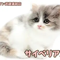 【 サイベリアン 】ダイリュートキャリコカラーの女の子が埼玉浦和に登場！