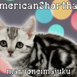 【 アメリカンショートヘア 】シルバータビーが美しい超絶甘えん坊の女の子！