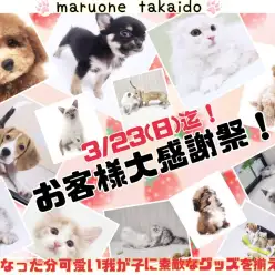 【 お知らせ 】お客様大感謝祭も残り2週間！マルワン高井戸店の子犬子猫紹介！