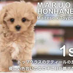 【 マルプー 】トップクラスのデティールの良さ！優しい色合いの女の子に目が離せない！