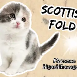 【 スコティッシュフォールド 】垂れ耳が大人気！良血統の激カワにゃんこが登場！