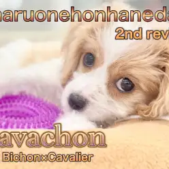 【 キャバション 】パパとママどちらに似てきた?!2回目のワクチン終了!