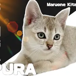 【 シンガプーラ 】甘えん坊度Max！世界最小の純血猫が埼玉県戸田に新登場！