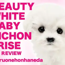 【 ビションフリーゼ 】両親体重4kgから誕生した小さめ要素抜群の女の子が登場!