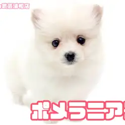 【 ポメラニアン 】愛らしいたぬき顔に胸キュン確定！クリームカラーの女の子
