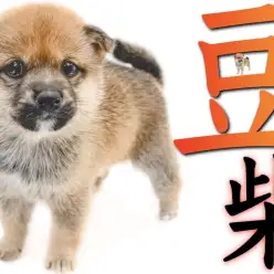 【 豆柴 】5kgと最小クラスの両親を持つ容姿と仕草を見ればアナタも柴マニア！