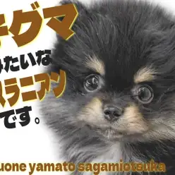 【 ポメラニアン 】可愛らしさがギュッと詰まった！ブラックタンの子グマ系ポメ！