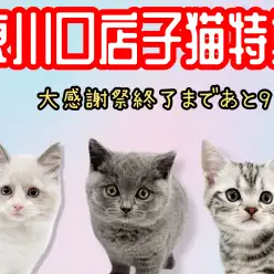 【 お客様大感謝祭 】マルワン東川口店に在店している猫ちゃんをご紹介！