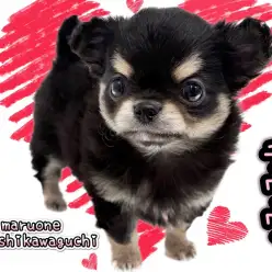 【 チワワ 】超絶爆毛ちーたん！愛らしいベビーフェイスと艶やかな被毛を纏って登場