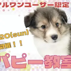 【 お知らせ 】横浜元町店4月のパピー教室のご案内！