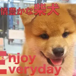 【 柴犬 】コロコロ変わる表情から目が離せない！表情豊かなしばおくん！