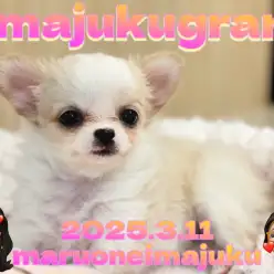 【 イマジュクグラム 】速報！クリーム＆ホワイトのチワワの女の子が聖地に降臨！