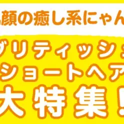 【 ブリティッシュショートヘア特集 】3/20現在在店中の丸顔癒し系にゃんこ！
