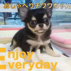 【 チワワ 】チワワちゃんの喜ぶ声を大公開！たのしくおしゃべりタイム！