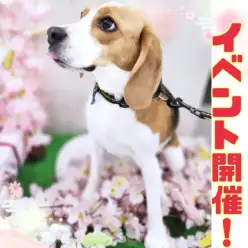 【 イベント告知！ 】マルワン高井戸店7周年イベント開催決定！