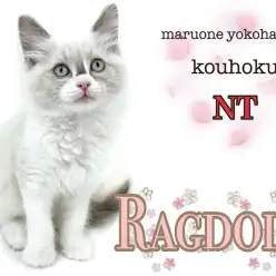 【 ラグドール  】クセになる抱き心地！青い瞳の大猫種ラグドールの女の子